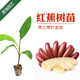 君揚皇帝蕉 粉蕉 芭蕉 紅香蕉苗 皇帝蕉 B6 矮化  庭院種植 帶土帶葉 紅香蕉15-20CM高（帶土帶葉）