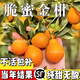 融安脆蜜金柑苗金桔樹樹苗三代脆蜜帶果耐寒橘子樹苗嫁接當年結(jié)果 脆蜜金桔(大果) 三年苗