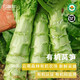 有機(jī)萵筍云南紫葉青筍萵苣筍森林有機(jī)農(nóng)場(chǎng)新鮮采摘順豐1500g 1500 g