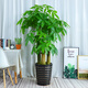 嘆為觀(guān)止大型植物發(fā)財樹(shù)盆栽植物辦公室室內開(kāi)業(yè)喬遷送禮步步高三桿樹(shù)盆栽 發(fā)財樹(shù) 黑螺紋瓷盆 高1.7-1.8m 含盆