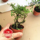 若綠小榆樹盆景盆栽樹樁露根微型小樹樁水陸景觀綠植源頭直發(fā)包郵 原裝盆套裝