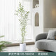 芙洛拉花園【兩小時(shí)達(dá)】飄枝造型橡皮樹(shù)黑金剛北歐室內(nèi)客廳大型綠植盆栽落地 羅漢竹（瓷盆隨機(jī))