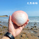 綠泊然天然海螺貝殼超大粉蛤大貝殼螺魚缸造景天然貝殼生日禮大海星創(chuàng)意 粉蛤7-8CM
