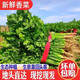 香菜新鮮采摘當(dāng)季芫荽山東鐵桿香菜農(nóng)家自種生態(tài)當(dāng)季蔬菜現(xiàn)挖現(xiàn)發(fā) 一斤裝【農(nóng)家自種】