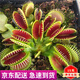 捕蠅草超大苗食人花盆栽苗食蟲(chóng)植物防蚊草多肉植物多肉綠植花卉 G16 捕蠅草 中苗4-6厘米 帶盆栽好