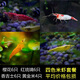 噢水噢觀賞蝦活體水族寵物蝦草缸除藻清潔櫻花極火水晶紅琉璃藍(lán)色淡水蝦 櫻花6紅琉璃6香吉士6黃米4