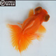 森悠（SARYOR）蝶尾金魚(yú)活體觀(guān)賞魚(yú)包金冷水魚(yú)苗 【紅蝶尾】8-10 cm