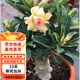 歐芽沙漠玫瑰盆栽老樁室內多色陽(yáng)臺花卉綠植盆景多肉 黃色 十年苗【原土袋】