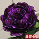 七抒正宗洛陽(yáng)牡丹花苗大苗盆栽花卉庭院室外陽(yáng)臺(tái)植物四季開(kāi)花好養(yǎng)樹(shù)苗 墨紫含金10年苗5-8分枝