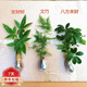 花友水培植物綠植盆栽花卉水養植物土養植物室內辦公桌面微景觀(guān) 發(fā)財樹(shù)+文竹+鴨腳木