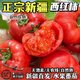 隴原紅 陜西涇陽(yáng)普羅旺斯西紅柿 現(xiàn)摘生吃沙瓤新鮮蔬菜番茄 健康輕食 新疆普羅旺斯 5斤 新疆直發(fā)順豐