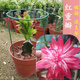 進(jìn)口嫁接蟹爪蘭盆栽花卉多色帶花苞重瓣陽(yáng)臺(tái)植物四季開(kāi)花蟹爪蓮苗 嫁接紅重瓣當(dāng)年開(kāi)花+花架 不含盆