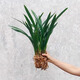 以花養性企黑墨蘭盆栽蘭花植物濃香四季建蘭年宵花卉室內四季好養耐寒植物 優(yōu)質(zhì)墨蘭8-10顆裸根苗