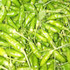 新鮮廣西野山椒指天椒特辣小米椒朝天椒泡椒剁椒辣椒 2斤裝 1kg