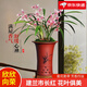 劉閣蘭花蘭花建蘭四季蘭 小國魂 現(xiàn)帶花苞出售濃香四溢室內(nèi)外花卉盆栽好養(yǎng) 市長紅4苗連體帶花苞 配硬塑盆土肥