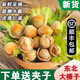 【順豐】新鮮榛子 東北野生大榛子水仁水瓤青皮堅果  新鮮水果 【去綠皮榛子】2斤 帶鉗子