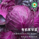 有機紫甘藍紫包菜云南輕食沙拉新鮮蔬菜配送順豐生吃1500g產地 1500g