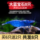 CRAZY PLANT黑殼蝦除藻蝦淡水鮮活觀(guān)賞蝦清潔工具彩色小蝦極火蝦櫻花蝦水晶蝦 大藍寶石買(mǎi)6+2 備損