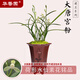 華香園華香園蘭花 大唐宮粉 建蘭 幽香型 辦公室內(nèi)盆栽鮮花多肉耐陰綠植 大唐宮粉1苗裸根發(fā)貨 不帶花苞