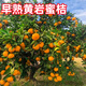 以琛早熟黃巖蜜桔果樹(shù)樹(shù)苗嫁接無(wú)核桔子樹(shù)苗甜橘子果樹(shù)苗當年結果 推薦5年苗當年結果
