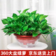 雙盟綠蘿盆栽除甲醛花卉綠植辦公室新房?jī)艋諝?60自吸盆1盆源頭直發(fā)