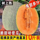 山東新鮮哈密瓜9斤應季時令現摘現發(fā)脆甜多汁濃郁果香爆甜蜜瓜 精選果4.5-5斤
