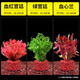 勝畫魚缸水草植物直接入缸真水草凈化竹節(jié)草蜈蚣草懶人養(yǎng)魚水草造景 血紅宮廷+綠宮廷+血心蘭【好養(yǎng)定植】