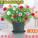 景郁春 JIRYUCUR重瓣太陽(yáng)花盆栽苗大花帶根帶源頭直發(fā)1盆原盆原土多色12-15顆
