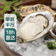 【半斤大】鮮活大冷水生蠔230-300g/個 