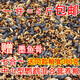 鸚鵡飼料鳥(niǎo)糧虎皮牡丹玄鳳中小型鳥(niǎo)食五色黍子混合營(yíng)養糧谷子 七合一混合+墨魚(yú)骨【5斤裝】