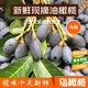 鮮木潮汕黑橄欖新鮮現摘正宗烏橄欖油欖可制欖角下飯菜廣東特產(chǎn)當季 1斤