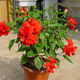 大花重瓣扶?；缰匕甏竽鹃戎扉饶档せㄩ_(kāi)花綠植盆栽 紅色扶?；?年苗原土發(fā)貨