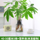 壹植發(fā)財樹(shù)水培植物小盆栽室內客廳辦公室桌面四季好養活水養綠植花卉 40-50cm細桿水培發(fā)財樹(shù)單發(fā)植物5株-送液