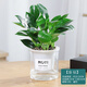 墨一金鉆盆栽 花卉植物室內(nèi)綠植辦公室綠植早安盆美觀室內(nèi) 源頭直發(fā)