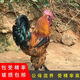云南原種巖鷹雞彝家高腳珍禽無(wú)量山烏骨雞種蛋可孵化受精蛋烏雞蛋 10枚