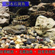 好養(yǎng)冷水原生觀賞魚小型淡水溪流石斑魚光唇魚活體群游中底層包活 8-10厘米溪石斑6條包活5條