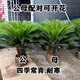 鐵樹樹苗盆栽公母庭院室外四季常青大型花卉室內(nèi)植物好養(yǎng)綠植名貴 鐵樹球莖14-15公母二顆 不含盆