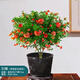 石榴花盆景樹苗室內(nèi)陽臺庭院觀賞植物開花盆景四季好養(yǎng)盆栽 210#原盆小葉石榴（7年老樁）