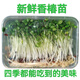鮮級(jí)佳新鮮香椿芽苗菜香椿苗新鮮蔬菜香椿芽擺盤裝飾當(dāng)季現(xiàn)摘香椿煎蛋 400克【2盒裝】推薦
