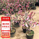 花行榜海棠花樹苗西府植物盆栽庭院耐寒風景樹 垂絲海棠1.5cm粗源頭直發(fā)