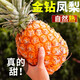 海南金鉆鳳梨新鮮水果斤當(dāng)季香水菠蘿大手撕鳳梨無眼樹上熟整箱 3斤