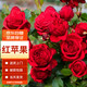 墨一灌木月季花苗特大花盆栽薔薇 紅蘋果 40cm左右原盆 源頭直發(fā)