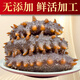 神礁島 大連即食海參 遼刺參 深海底播 海鮮水產(chǎn) 500g10-14只 簡(jiǎn)裝