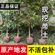 正宗名貴金絲楠木樹(shù)苗綠化庭院盆栽四川小葉楨楠大樹(shù)四季常綠苗木 金絲楠木樹(shù)苗 高1米 帶土帶葉