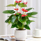 美外春羽盆栽室內花卉水培綠植好養活辦公室春雨觀(guān)葉植物 大紅掌（高40cm） 含盆