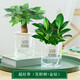 綠有意金鉆盆栽植物水培綠植花卉多肉辦公室內去吸除甲醛鉑金鉆綠公主 【2盆】金鉆+發(fā)財樹(shù)(早安盆) 含盆