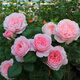 意軒月季特大花濃香果汁陽(yáng)臺庭院花卉植物盆栽薔薇四季玫瑰花苗帶花苞 瑞典女王(灌木月季開(kāi)花季節帶花) 小苗含營(yíng)養缽
