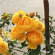 WMO薔薇花樹苗爬藤四季開花藤本月季耐寒花卉藤蔓庭院陽臺(tái)攀巖老樁 托馬斯 10年苗開花爆滿