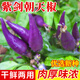 種菜記多彩小尖椒種子泡椒肉厚朝天椒辣椒種子觀賞五彩辣椒籽春季小彩椒 紫劍朝天椒1克