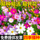 茗花潭草坪種子矮生四季青草坪草籽庭院綠化四季常青護(hù)坡草種子免修剪花 混色波斯菊1斤 【格?；ā? title=